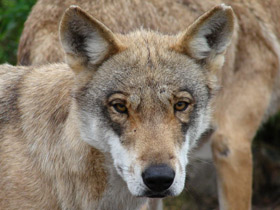 Смотреть фото Волк Фото Волк