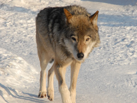 Смотреть фото Волк Фото Волк