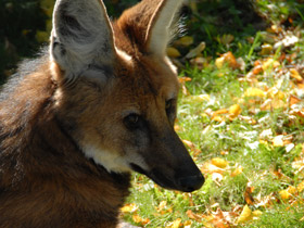 Фото Гривистый волк