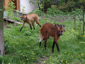 Фото Гривистый волк