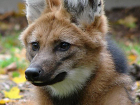 Фото Гривистый волк