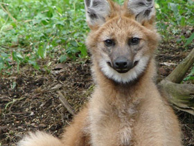 Фото Гривистый волк