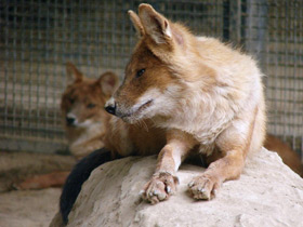 Смотреть фото Красный волк Фото Красный волк