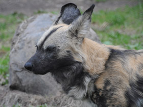 Смотреть фото Гиеновая собака Фото Гиеновая собака