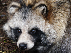 Фото Животные - символы