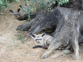 Смотреть фото Большеухая лисица Фото Большеухая лисица