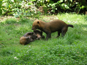 Смотреть фото Кустарниковая собака Фото Кустарниковая собака