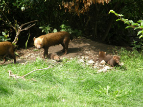 Смотреть фото Кустарниковая собака Фото Кустарниковая собака