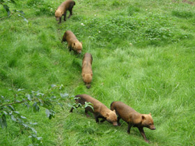 Смотреть фото Кустарниковая собака Фото Кустарниковая собака