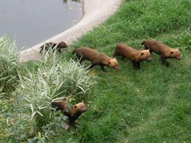 Смотреть фото Кустарниковая собака Фото Кустарниковая собака
