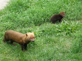 Смотреть фото Кустарниковая собака Фото Кустарниковая собака