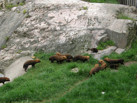 Смотреть фото Кустарниковая собака Фото Кустарниковая собака