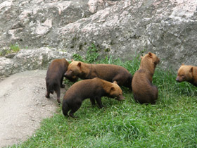 Смотреть фото Кустарниковая собака Фото Кустарниковая собака