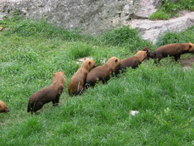 Смотреть фото Кустарниковая собака Фото Кустарниковая собака