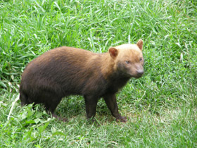 Смотреть фото Кустарниковая собака Фото Кустарниковая собака