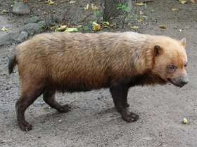 Смотреть фото Кустарниковая собака Фото Кустарниковая собака