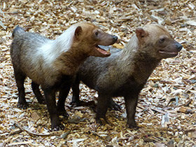 Смотреть фото Кустарниковая собака Фото Кустарниковая собака