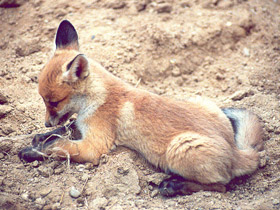 Смотреть фото Лисица Фото Лисица