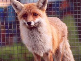 Смотреть фото Лисица Фото Лисица