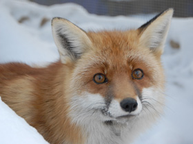 Смотреть фото Лисица Фото Лисица