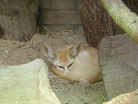 Смотреть фото Фенек Фото Фенек