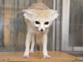 Смотреть фото Фенек Фото Фенек