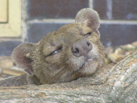 Смотреть фото Фосса Фото Фосса