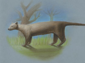 Смотреть фото Гигантская фосса Фото Гигантская фосса