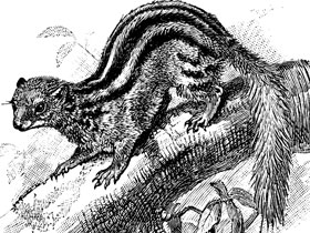 Фото Широкополосый мунго