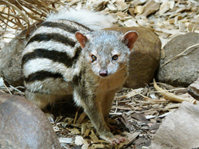 Фото Мунго Грандидье