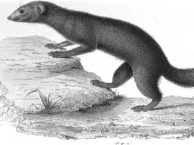 Смотреть фото Бурохвостый мунго Фото Бурохвостый мунго