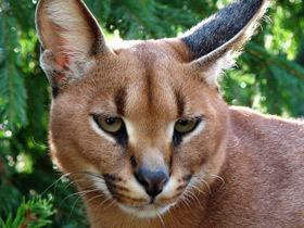 Каракал Каракал