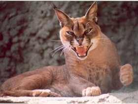 Каракал Каракал