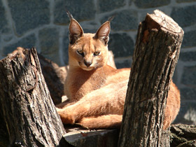Каракал Каракал