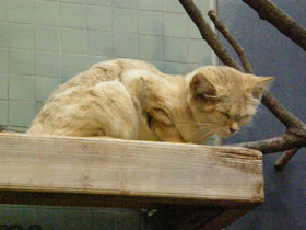 Смотреть фото Барханный кот Фото Барханный кот