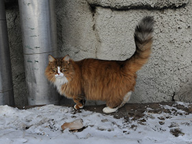 Фото Лечебные животные. Анималотерапия