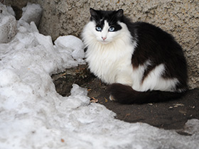 Смотреть фото 10 самых умных животных планеты Фото 10 самых умных животных планеты