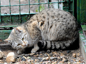 Смотреть фото Лесной кот Фото Лесной кот