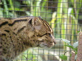 Смотреть фото Кот-рыболов Фото Кот-рыболов