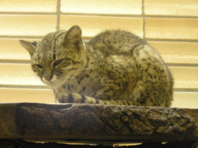 Фото Кошка Жоффруа