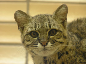 Фото Кошка Жоффруа