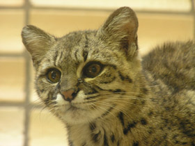 Фото Кошка Жоффруа