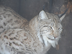 Смотреть фото Европейская рысь Фото Европейская рысь