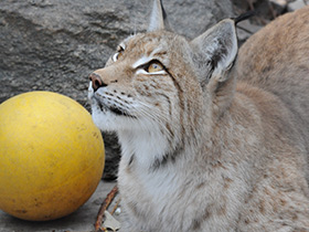 Смотреть фото Европейская рысь Фото Европейская рысь