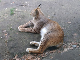 Смотреть фото Европейская рысь Фото Европейская рысь