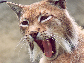 Европейская рысь Европейская рысь