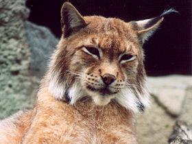 Европейская рысь Европейская рысь