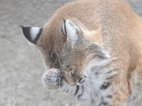 Смотреть фото Рыжая рысь Фото Рыжая рысь