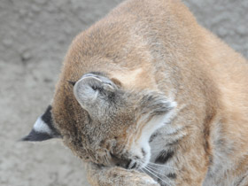 Смотреть фото Рыжая рысь Фото Рыжая рысь