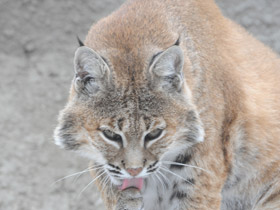 Смотреть фото Рыжая рысь Фото Рыжая рысь